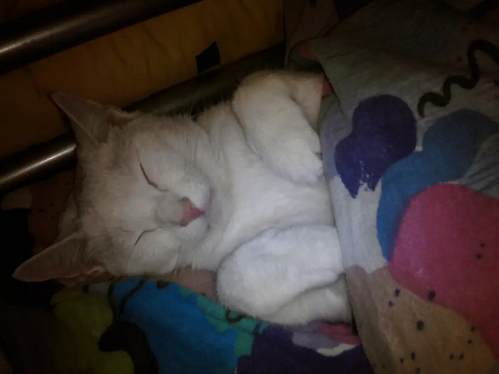 Image from Puschi