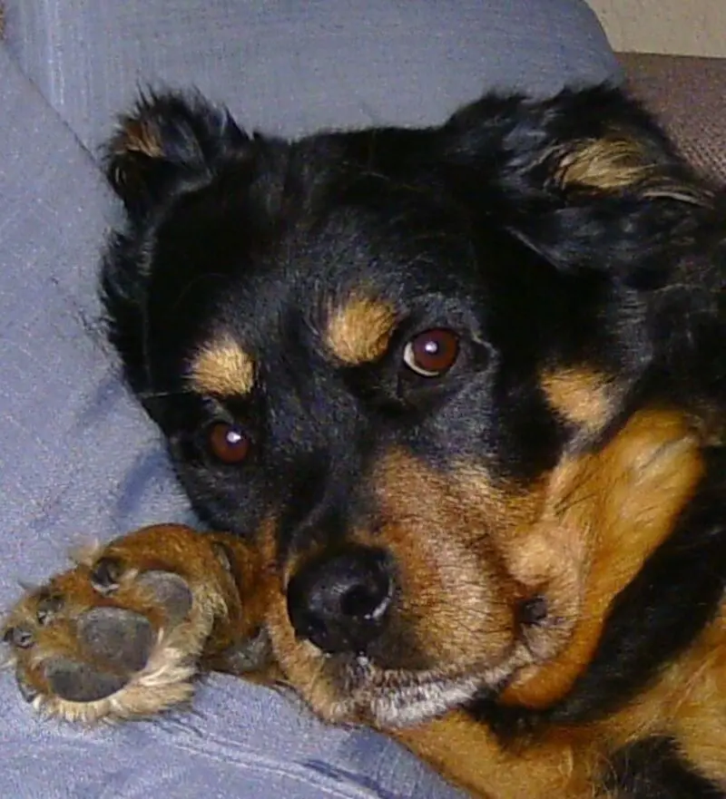 Condolence image of Angelika mit Kitty im Herzen