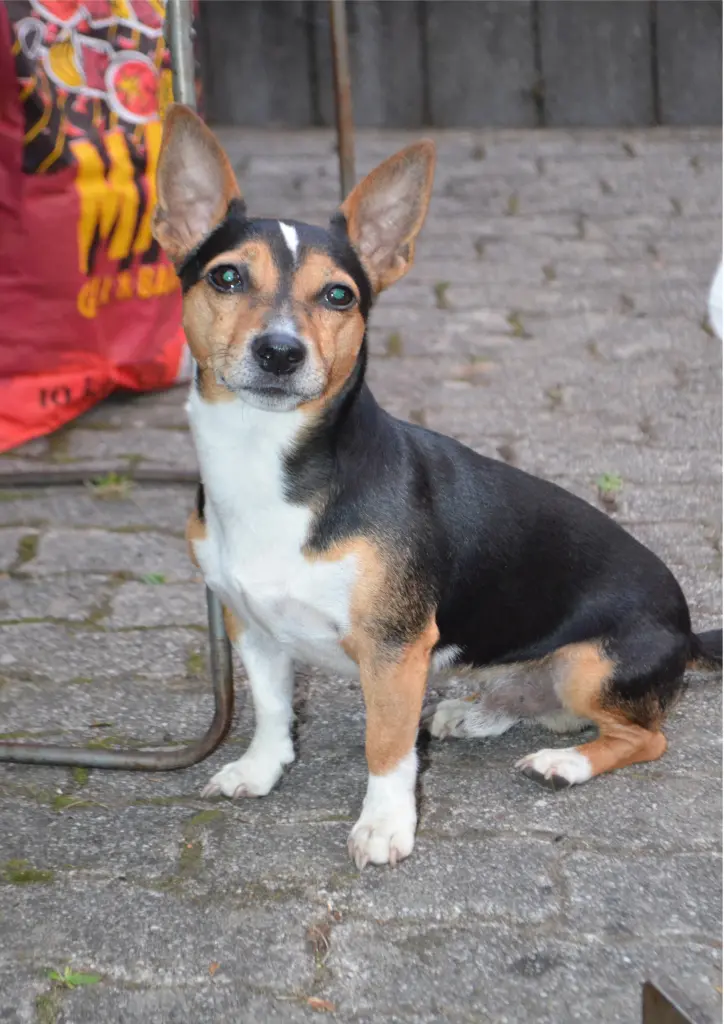 Bild von Oskar