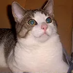 Image from Janni