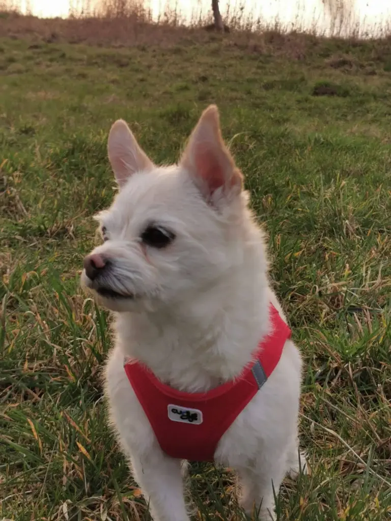 Andachtsbild von Kerstin und Torsten mit Cira im Herzen ❤