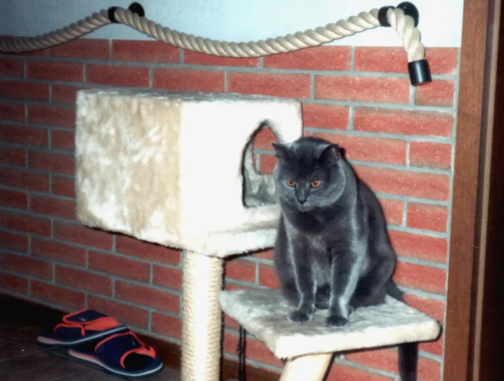 Condolence image of Birgitt mit Dinah
