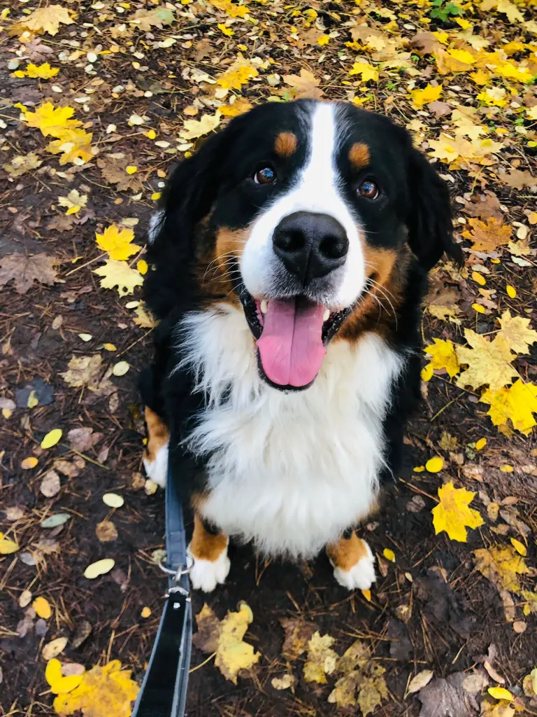 Andachtsbild von Dana