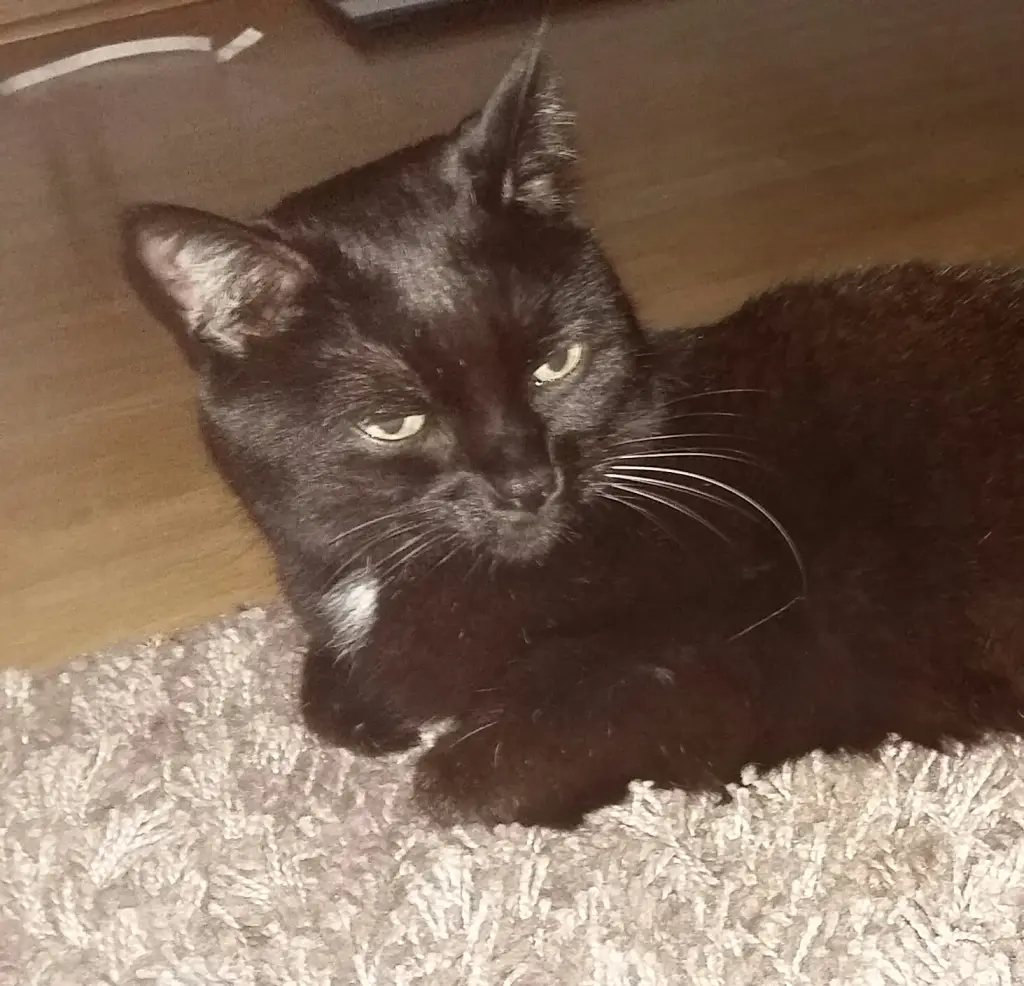 Image from Feline