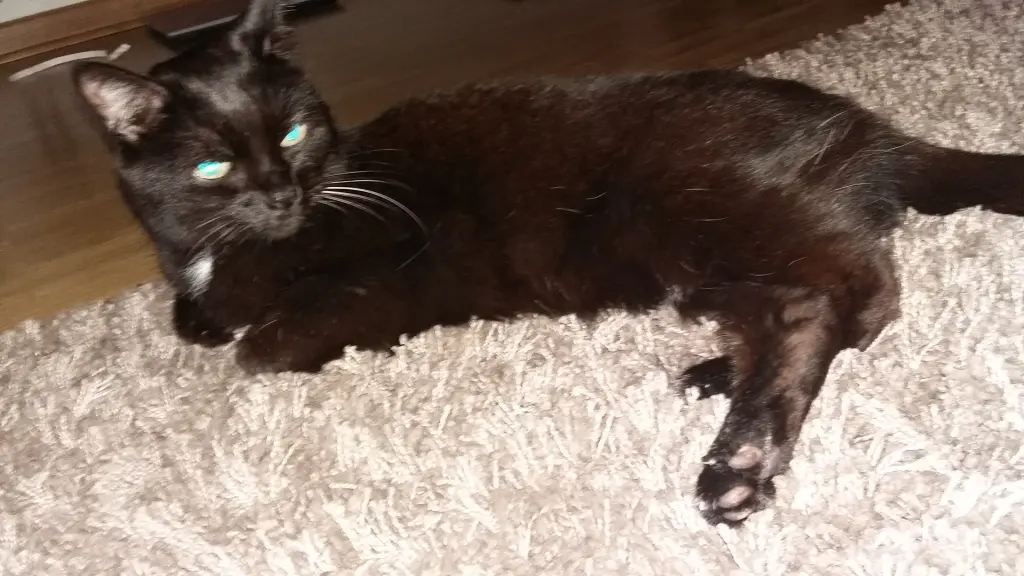Image from Feline