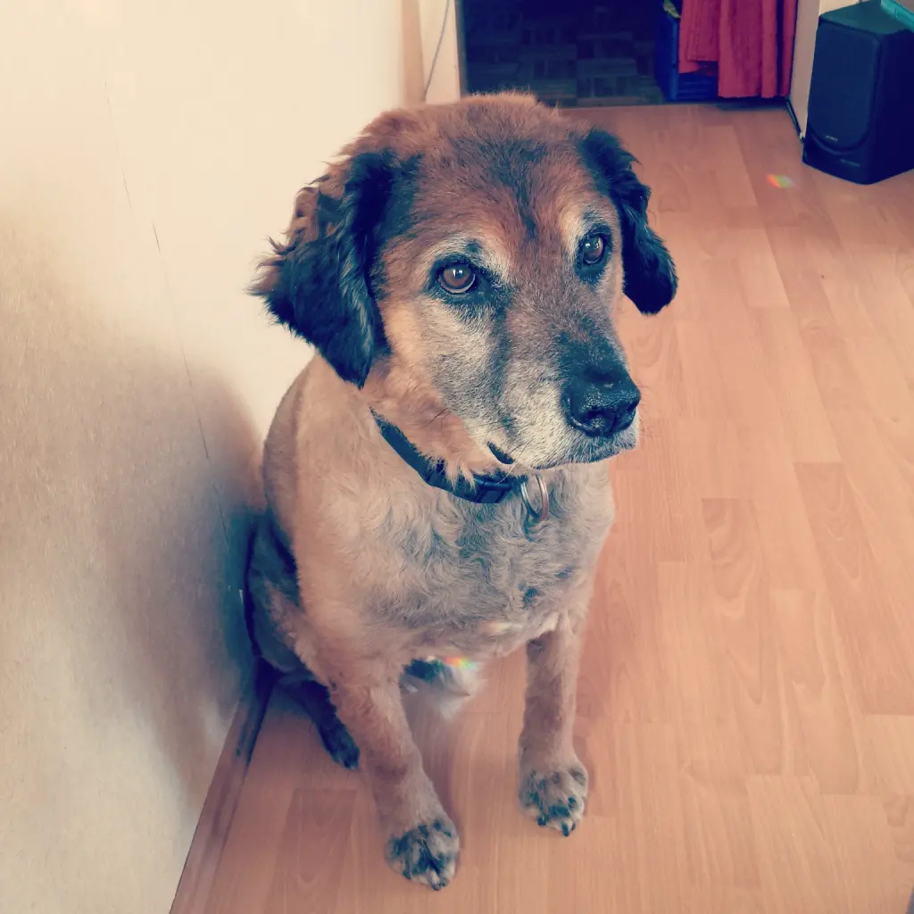 Image from Falko