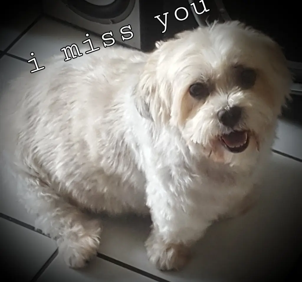 Andachtsbild von Nicole