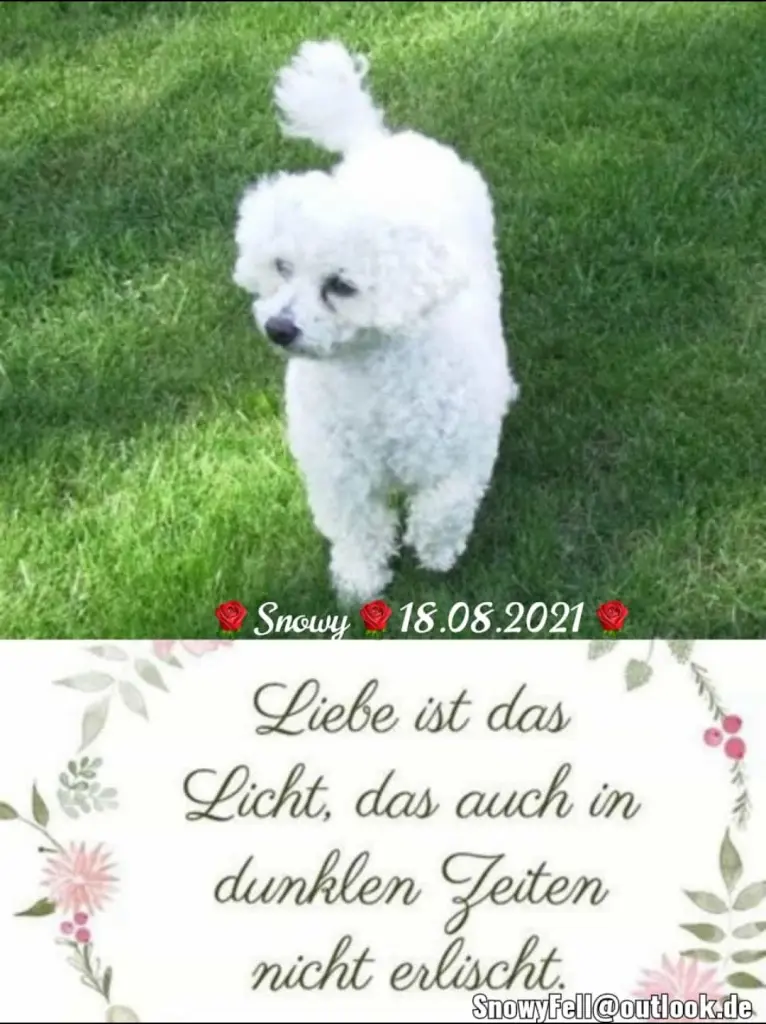 Andachtsbild von Gaby mit Snowy ❤️