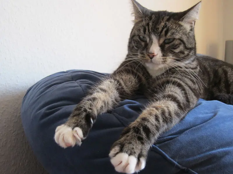 Image from Gismo