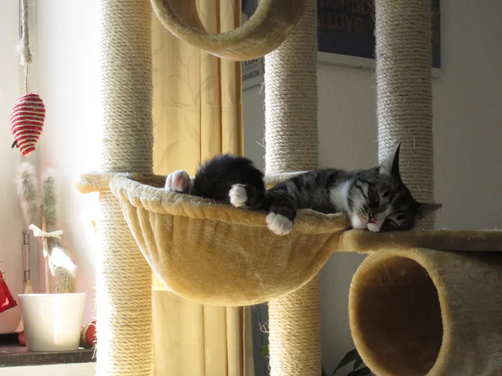 Image from Gismo
