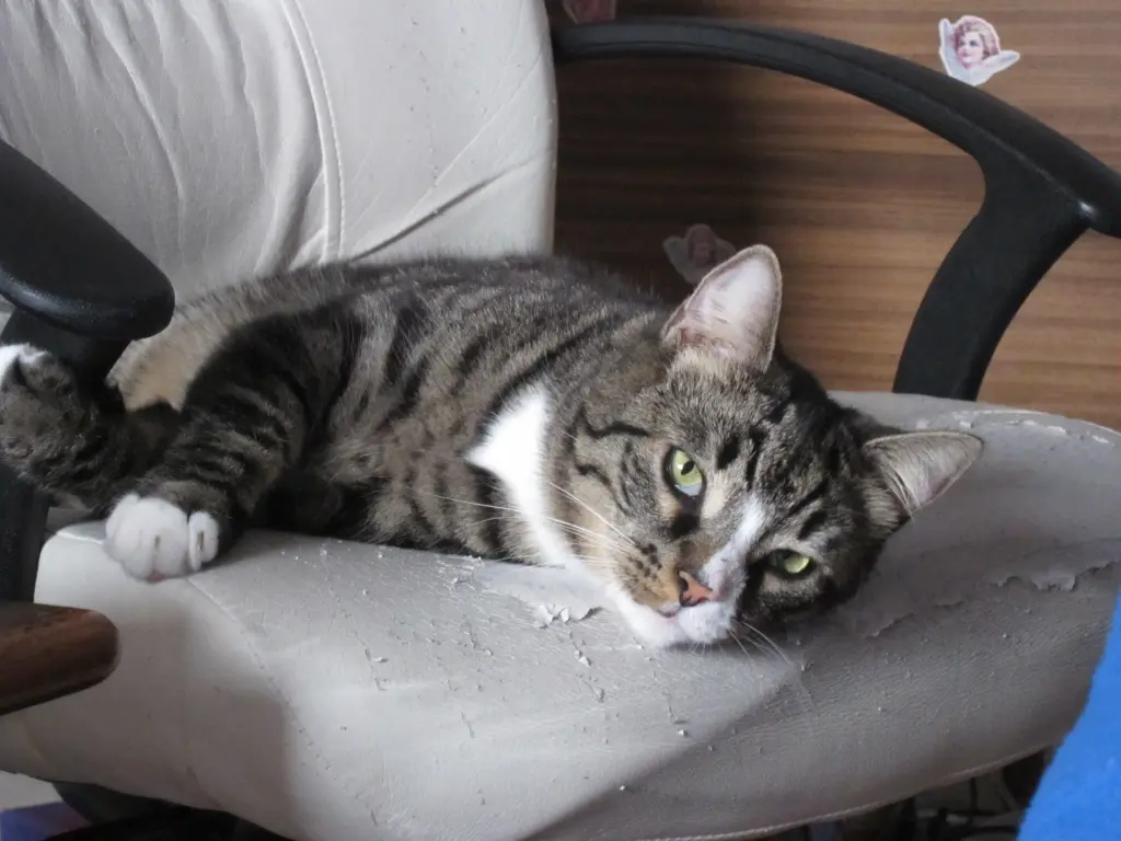 Image from Gismo