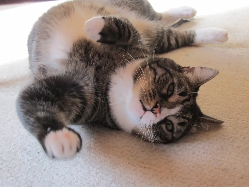 Image from Gismo