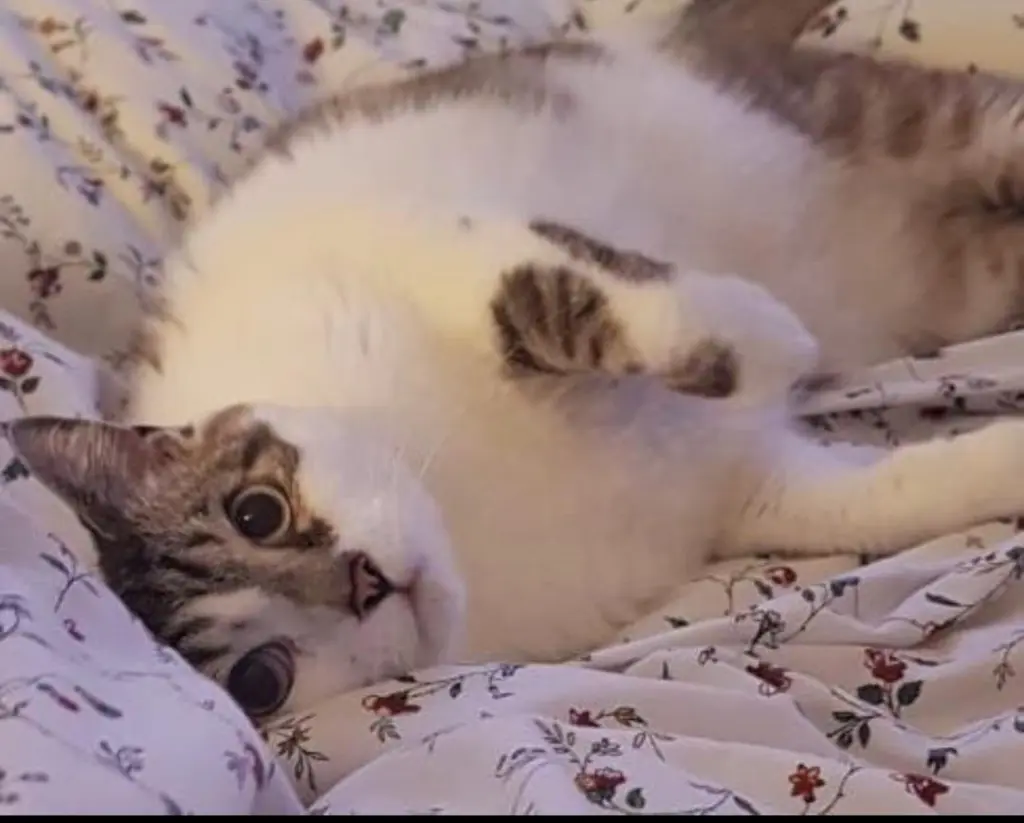 Andachtsbild von Sybille 