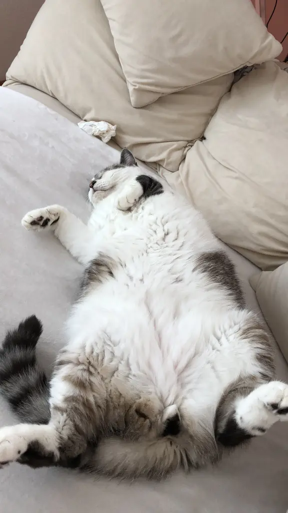 Andachtsbild von Sybille 