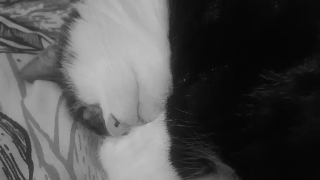 Condolence image of Mia