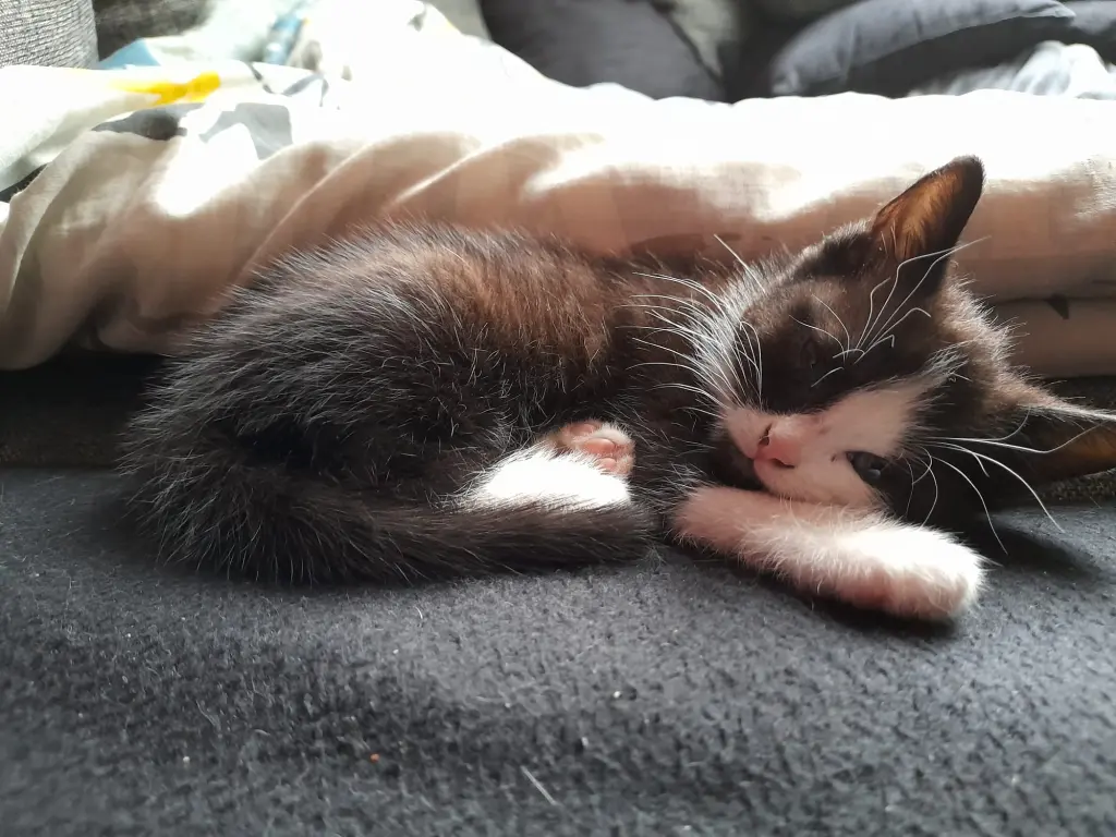 Andachtsbild von Melli