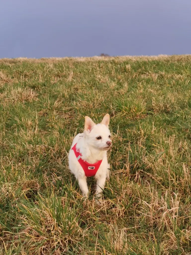 Andachtsbild von von Kerstin und Torsten mit Cira im Herzen ❤