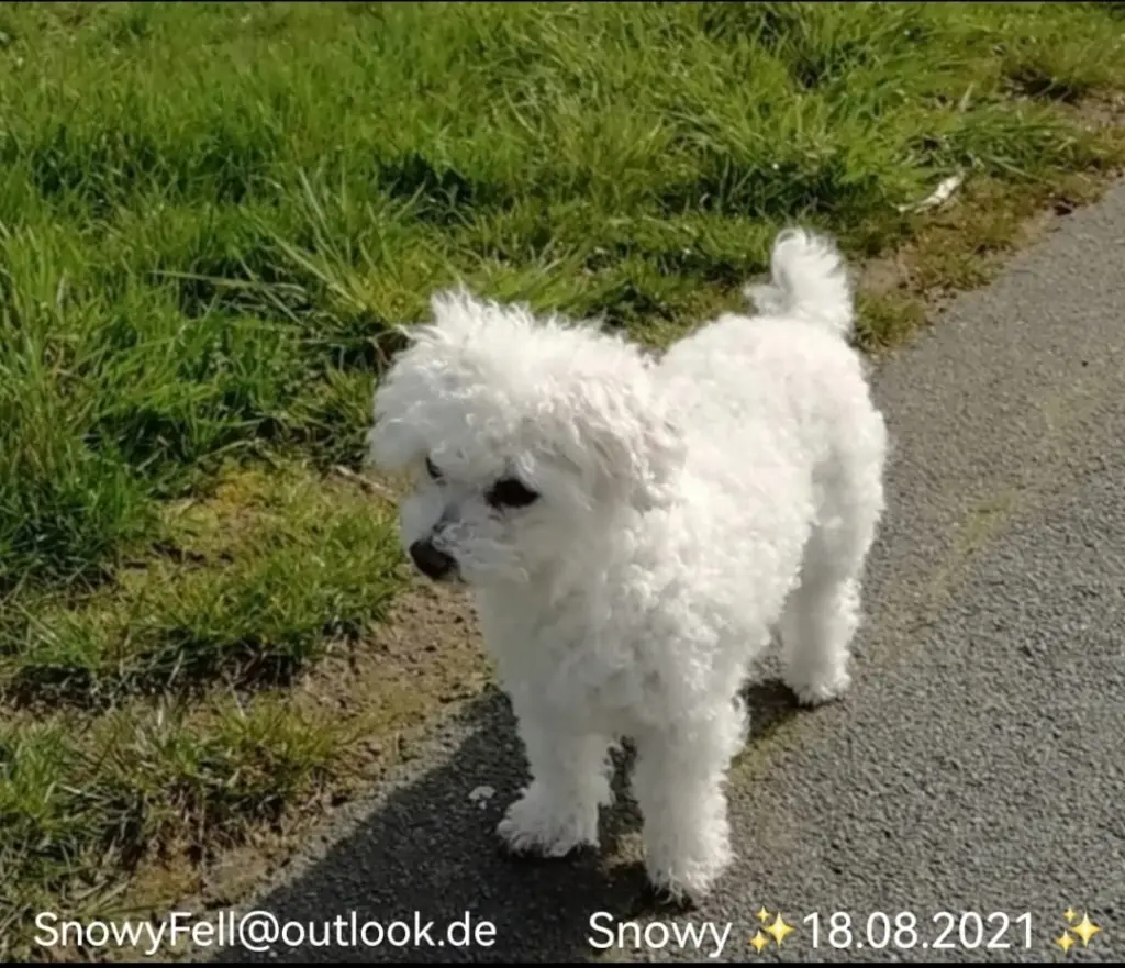 Condolence image of Gaby mit Snowy ❤️