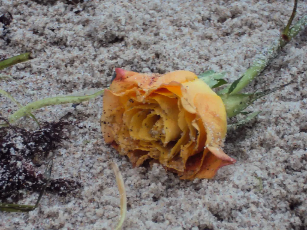 Condolence image of Carmen und Jörg