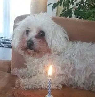 Condolence image of Manuela mit Engel Jane