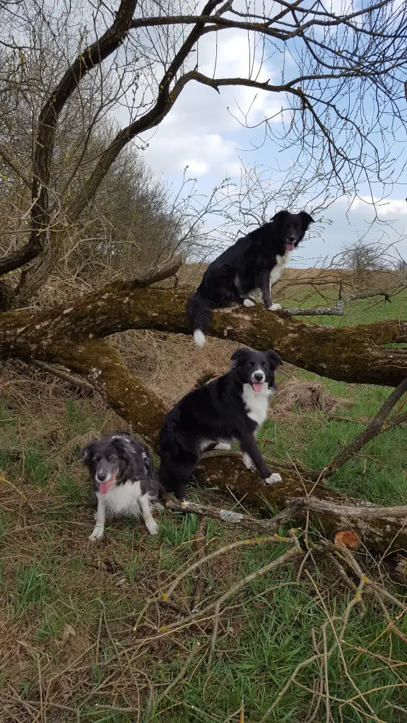 Condolence image of Michaela & Border Rudel