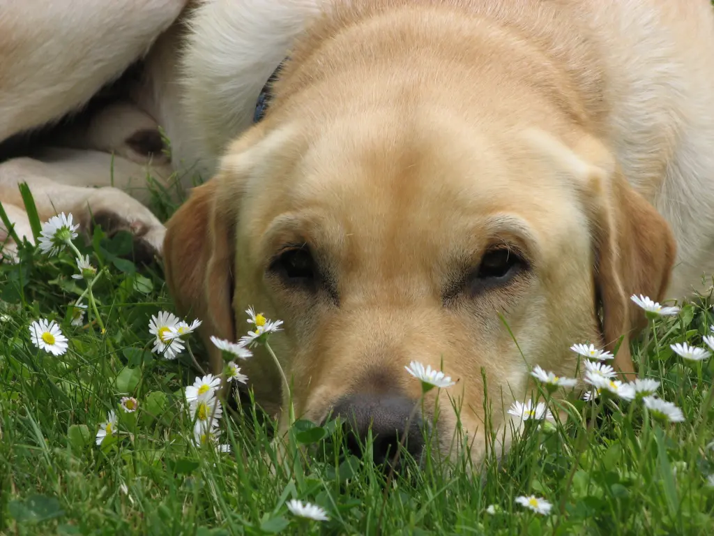 Condolence image of Christa mit Cenzo