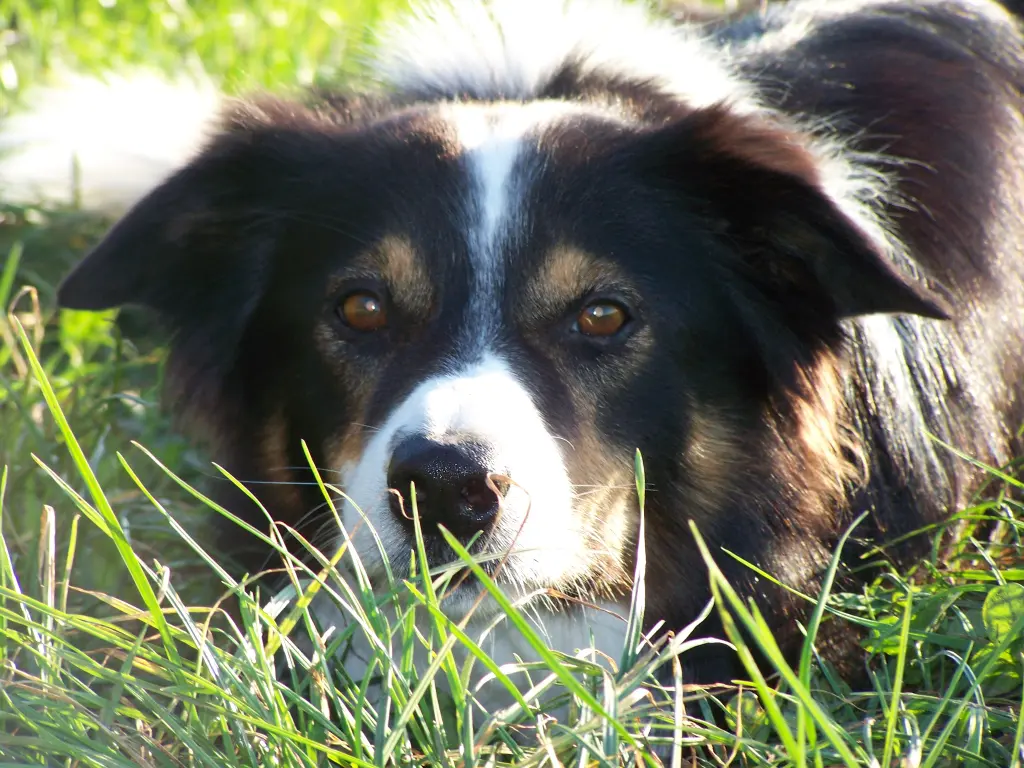 Bild von Vox of Moonflower