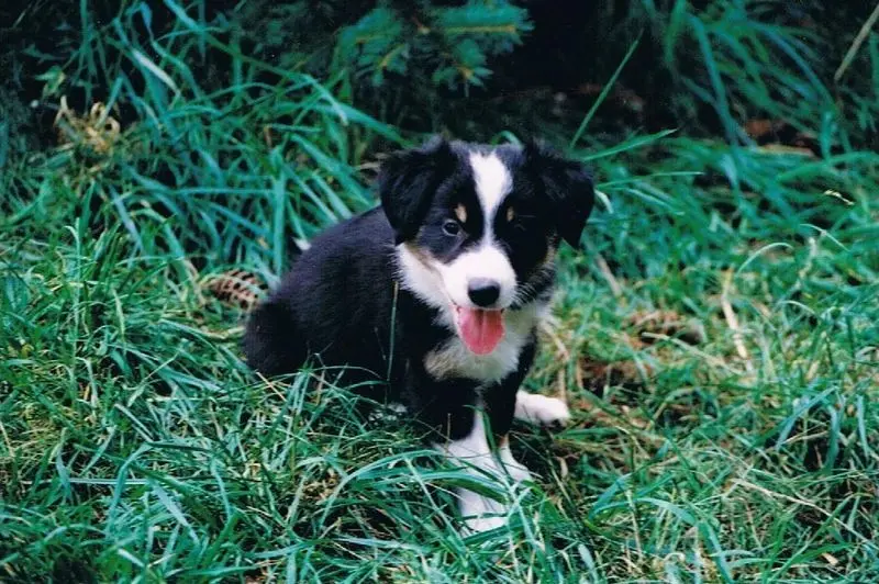 Bild von Vox of Moonflower