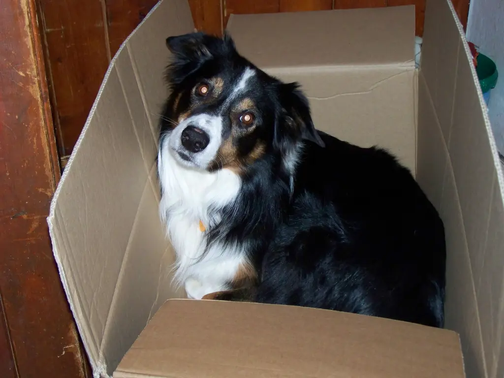 Bild von Vox of Moonflower