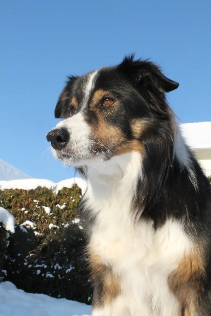 Bild von Vox of Moonflower