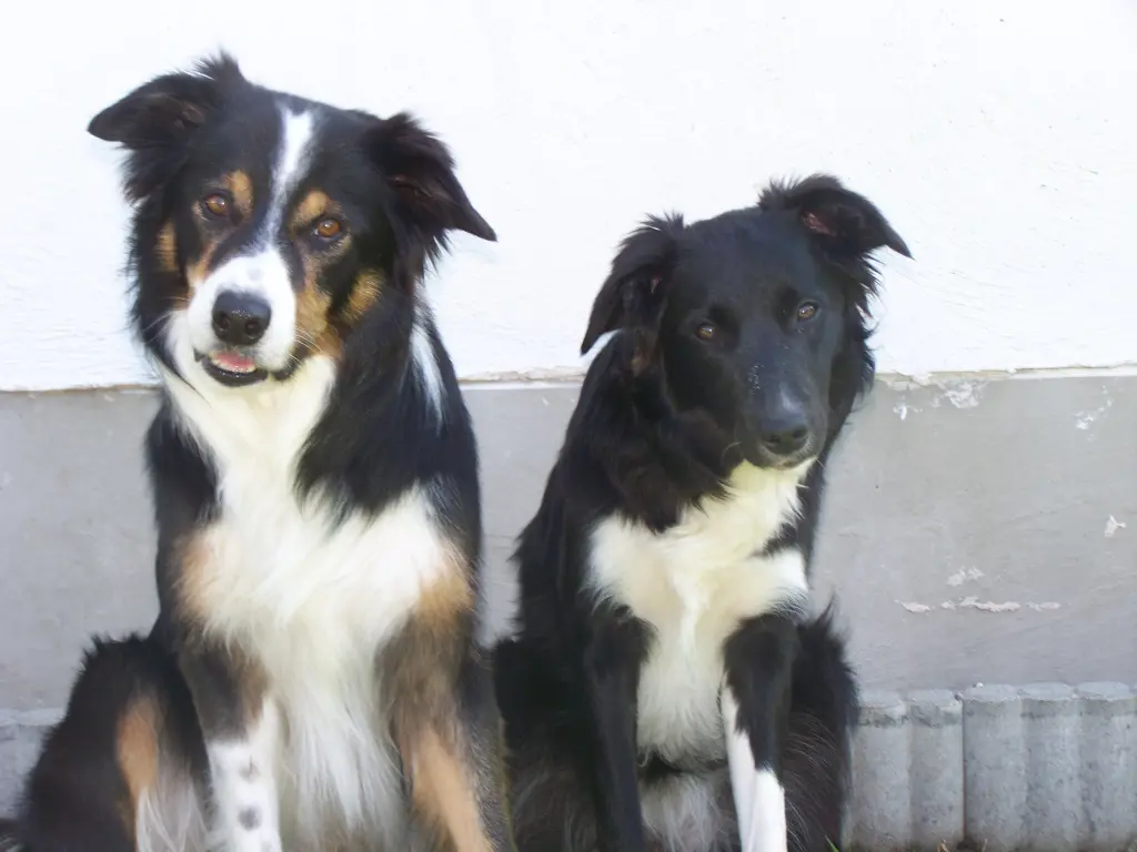 Bild von Vox of Moonflower