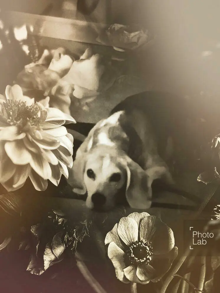 Condolence image of Marion Schewe