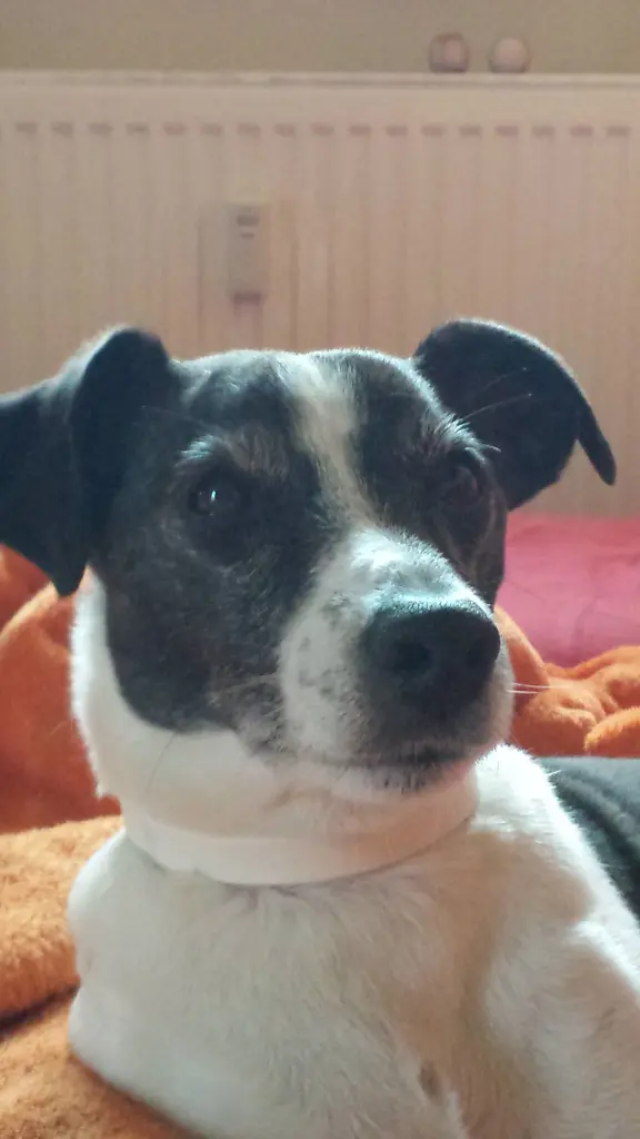 Image from Snoopy
