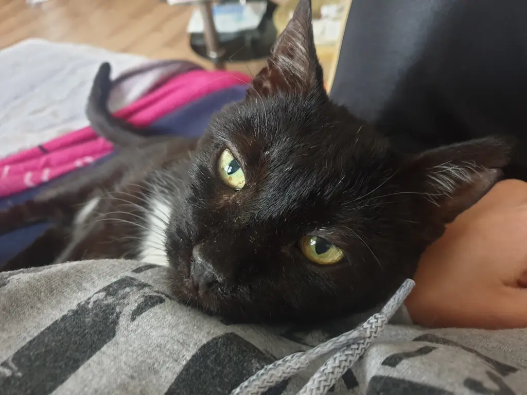 Andachtsbild von Julia