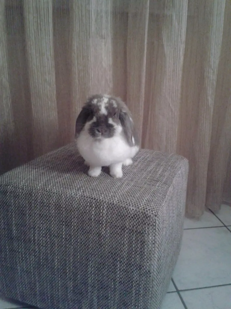 Image from Nocciolina