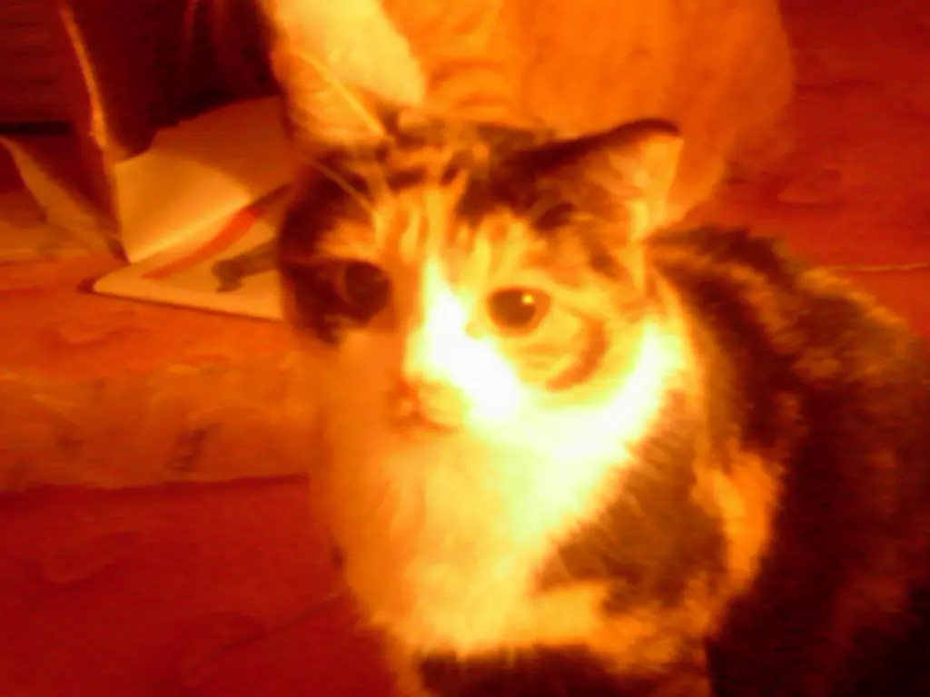 Image from Sisi