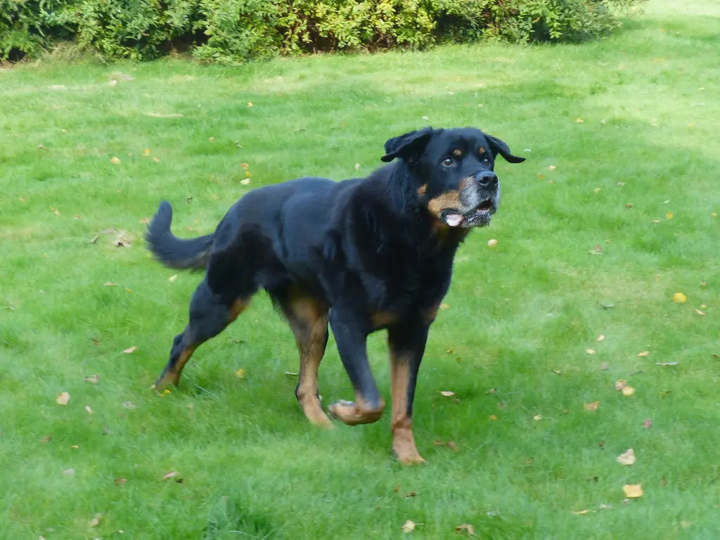 Andachtsbild von Collie in Not