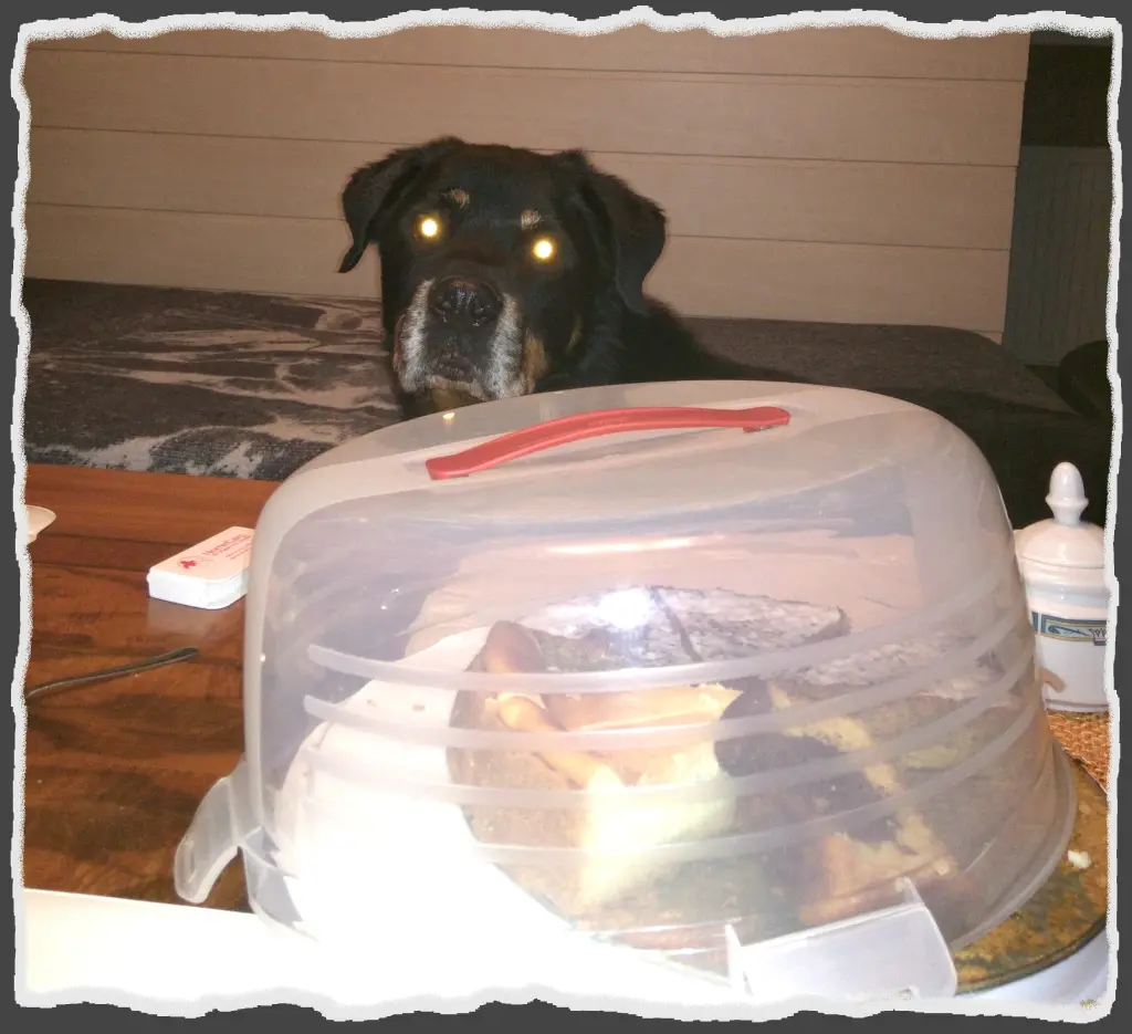 Andachtsbild von Collie in Not