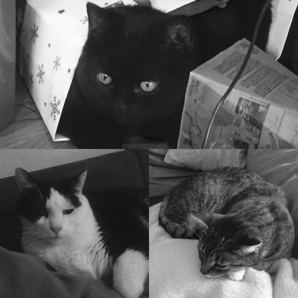 Image from Pippo, Grace & Will