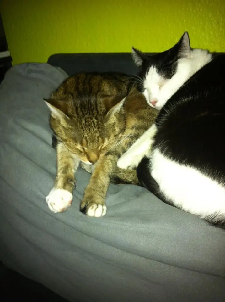 Image from Pippo, Grace & Will