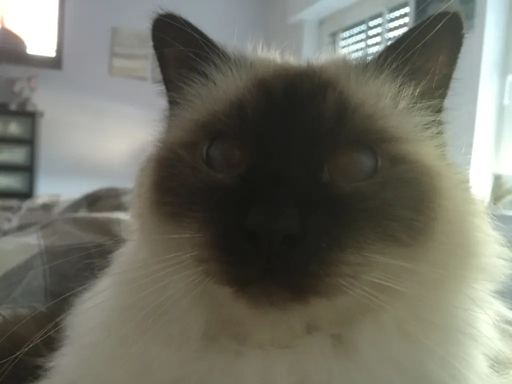 Image from Mr. Wilson (Herr Canin / Ninchen)