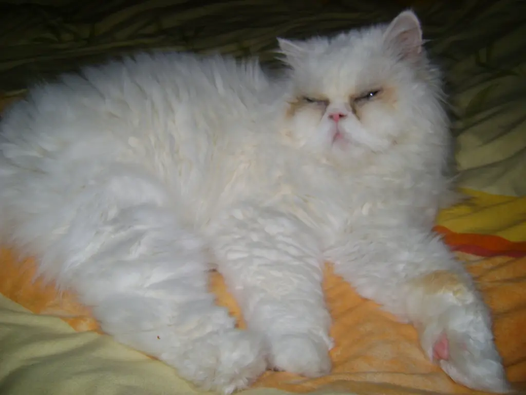 Image from Mops