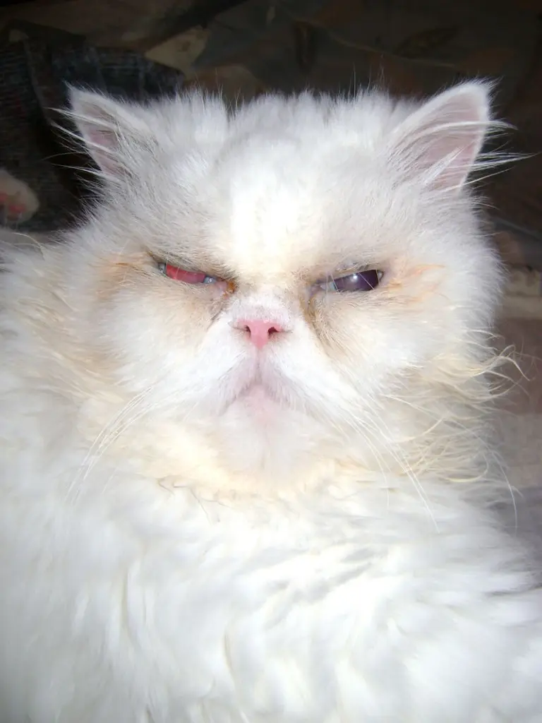 Image from Mops