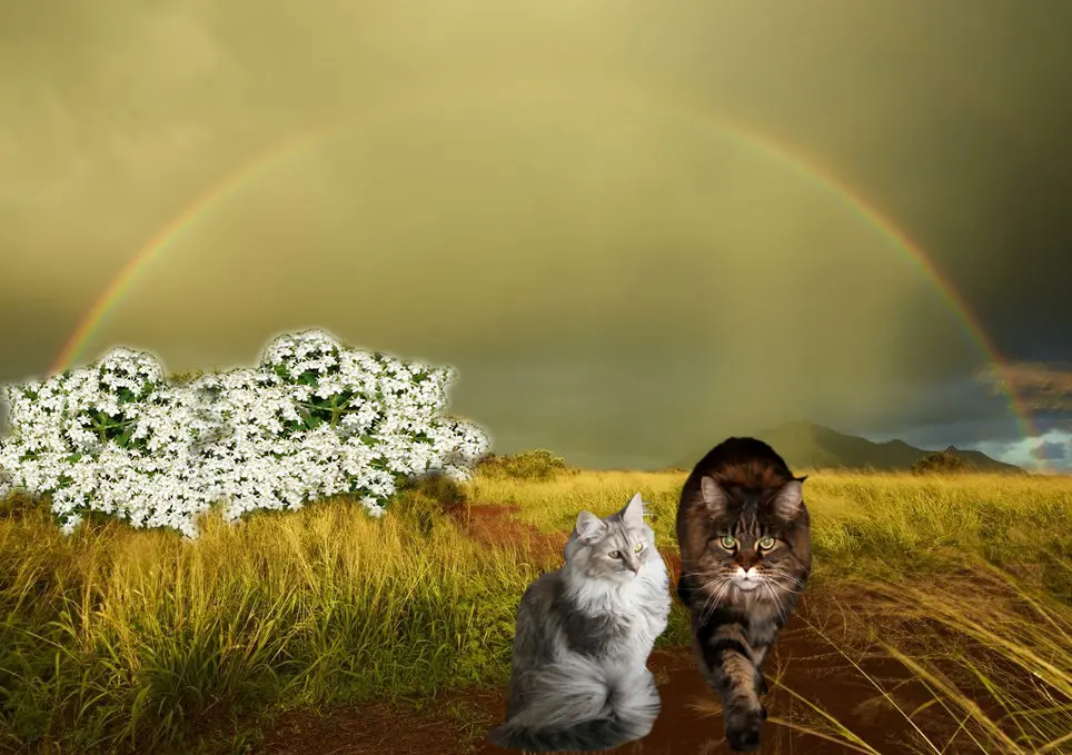 Condolence image of Birgitt mit Dinah