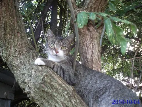 Image from Katze Merle