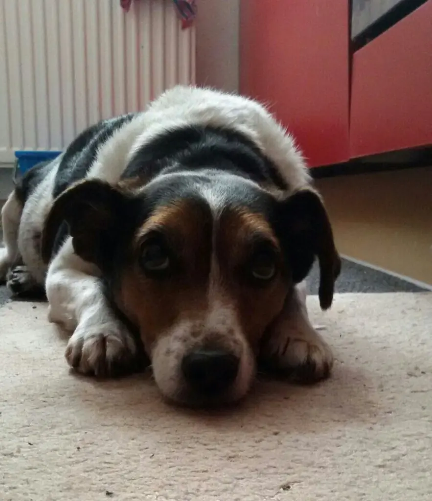 Image from Jule