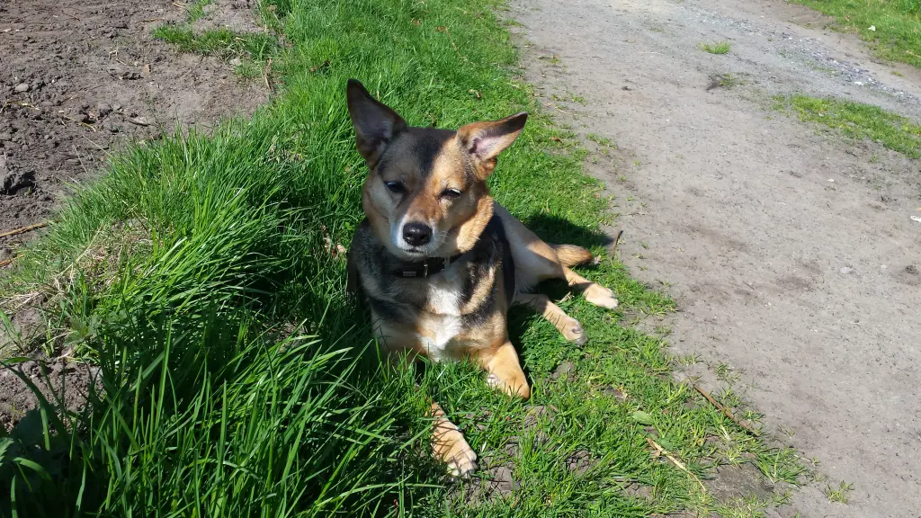 Image from Ronja