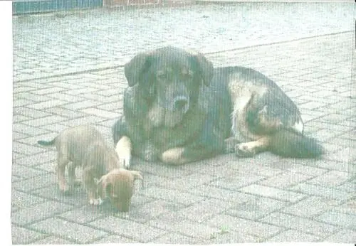 Image from Anka