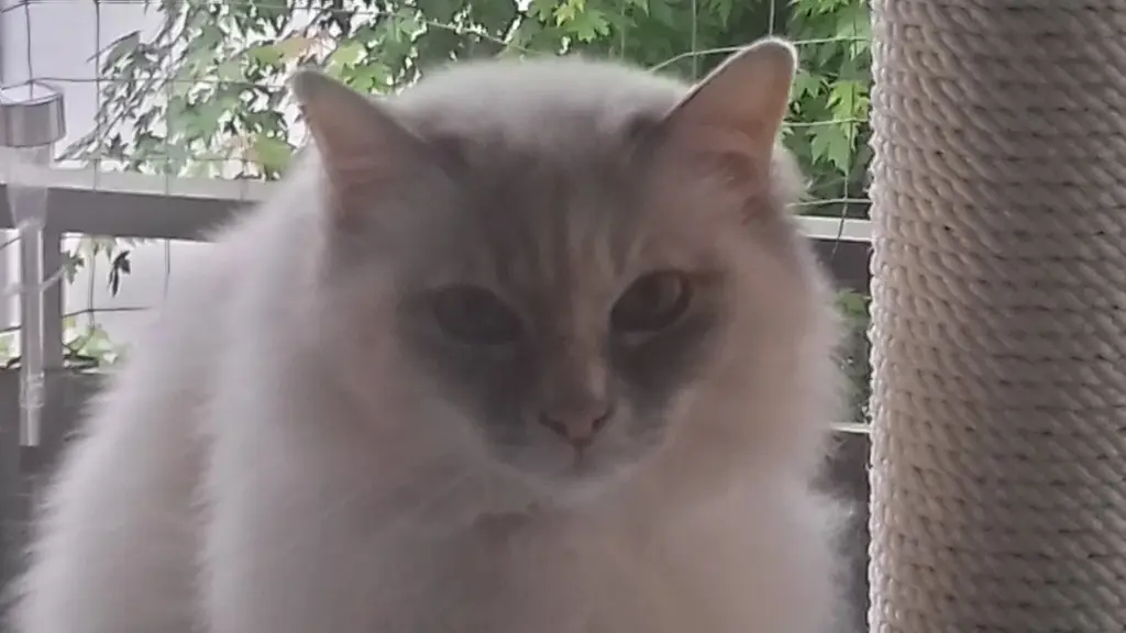 Image from Minou