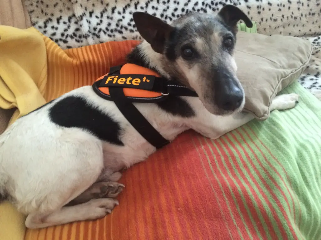 Image from Fiete
